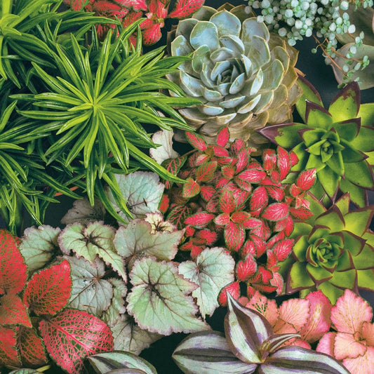 Single Paper Napkins For Decoupage Succulents Mix Flower Pattern 1 Pack (20 Napkins) Napkins Nouveau   